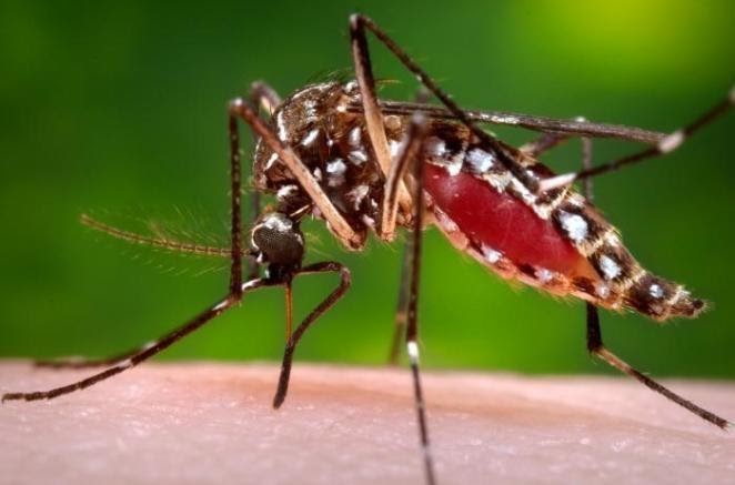 Phát hiện mới: Biến đổi gen muỗi để chống sốt xuất huyết