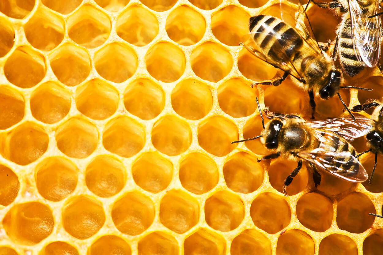 Sữa ong chúa giúp cung cấp acid amin, các vitamin nhóm B, acid folic, protein và các nguyên tố vi lượng giúp trẻ khỏe mạnh phòng ngừa các bệnh nhiễm trùng hiệu quả.