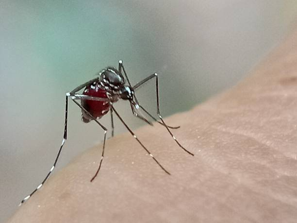 Giải pháp phòng ngừa bệnh sốt xuất huyết cho trẻ em là gì?