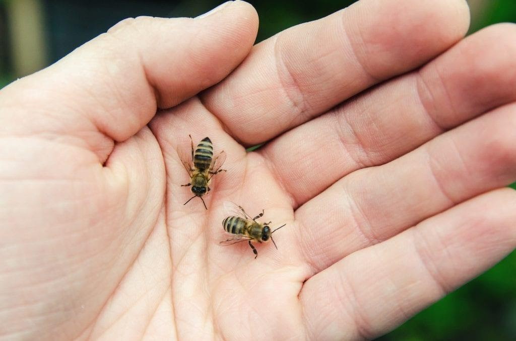 nguy cơ khi bị ong đốt